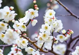 开云体育下载-梅因茨队客场大胜，重返积分榜前列