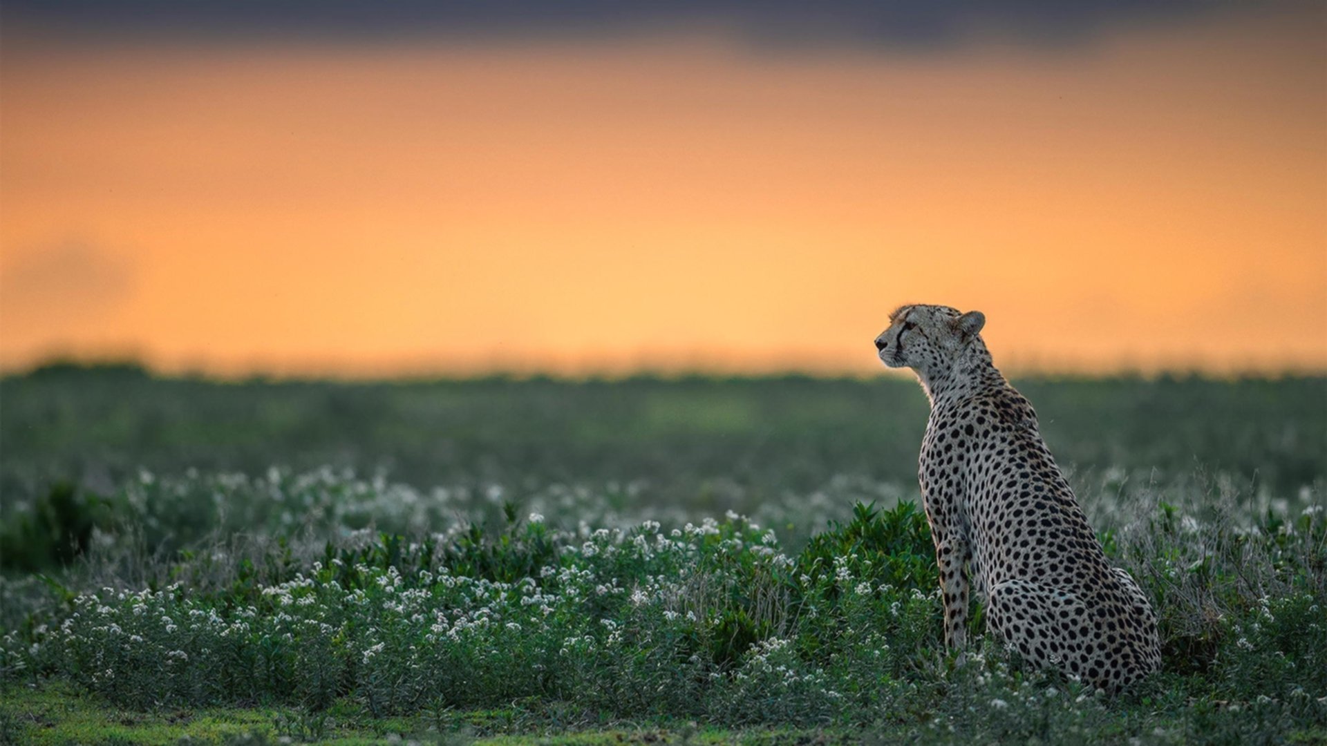 开云体育APP下载-绿茵赛道双星耀，若日尼奥午夜一击定乾坤