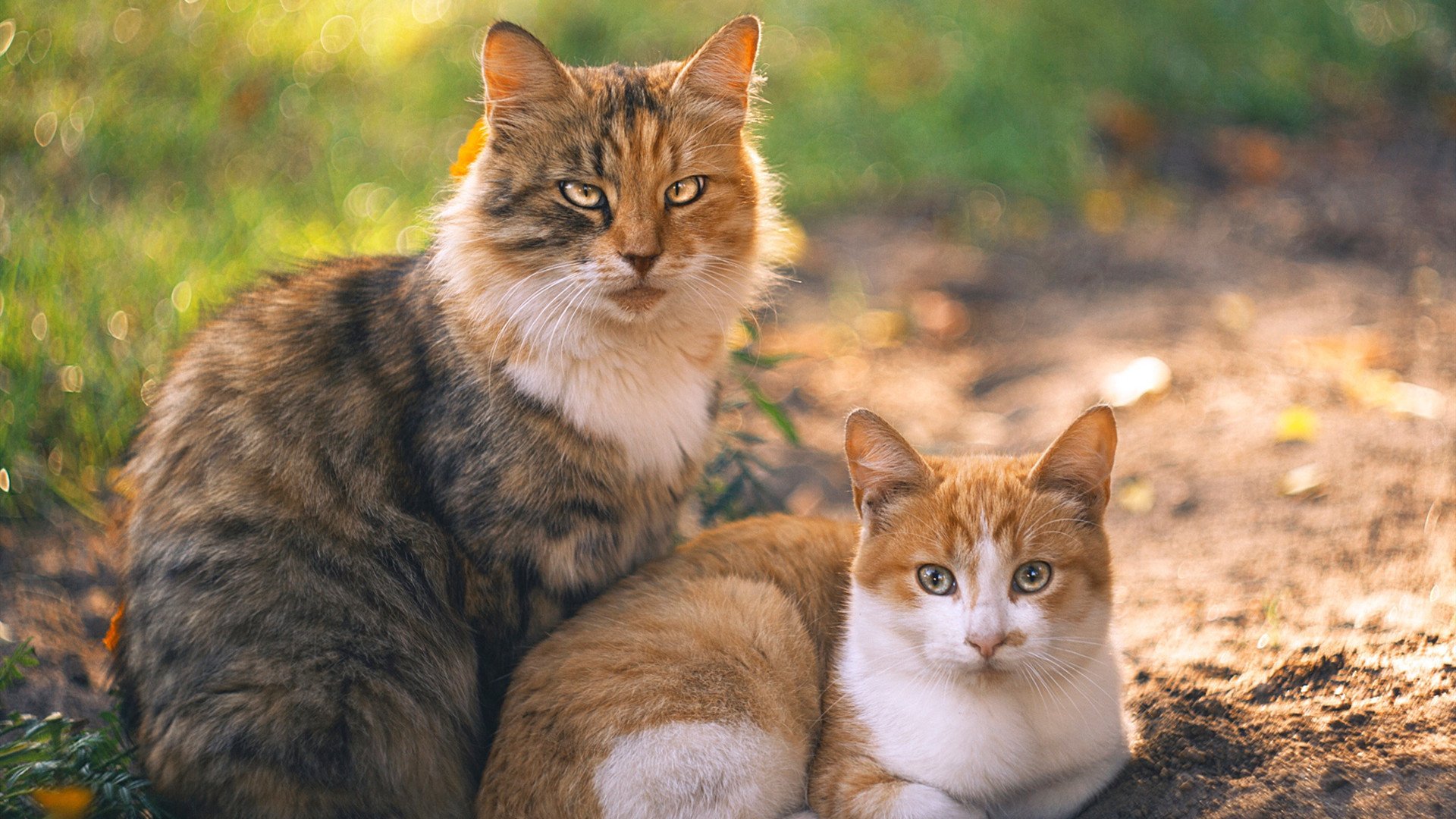 希腊野兽打崩深圳防线!字母哥狂轰42+20诠释何为统治级