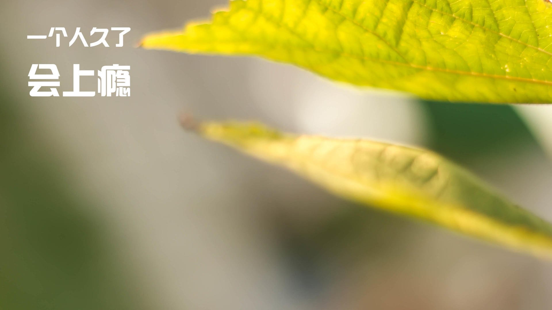 开云体育官方网站-威尔士黑马踏碎德甲豪门，巴雷拉一战封神登顶世界之巅