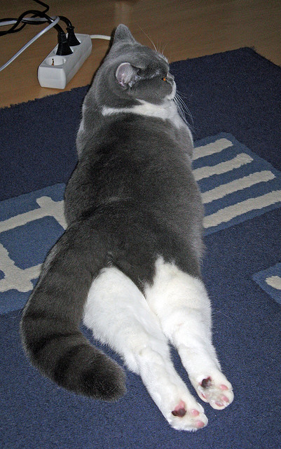 迪马利亚只手掌控风云,荷兰硬仗取胜背后的艺术大师