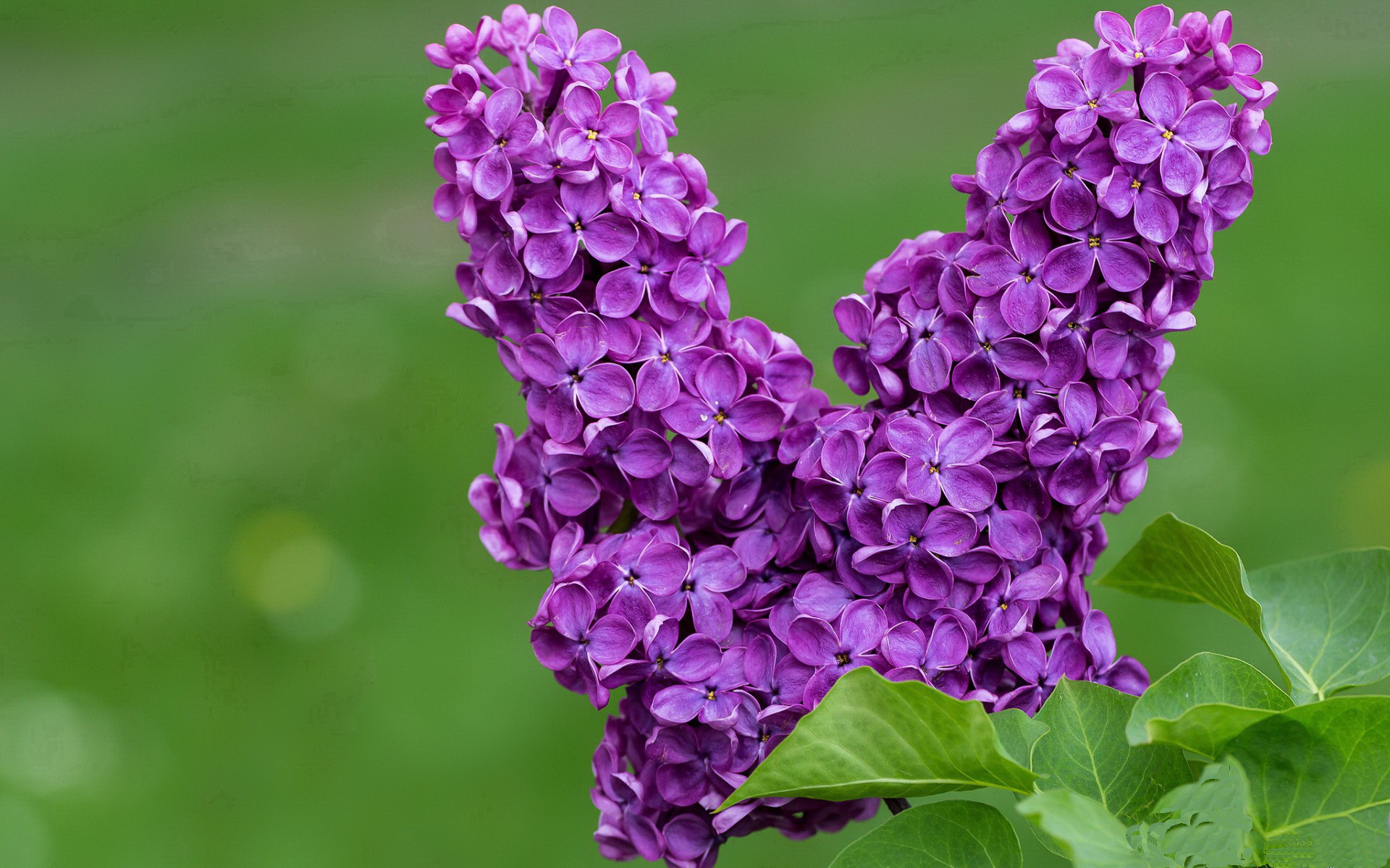 开云下载-NBA季后赛焦点战，深圳队防守壁垒，鹈鹕进攻受阻显困境