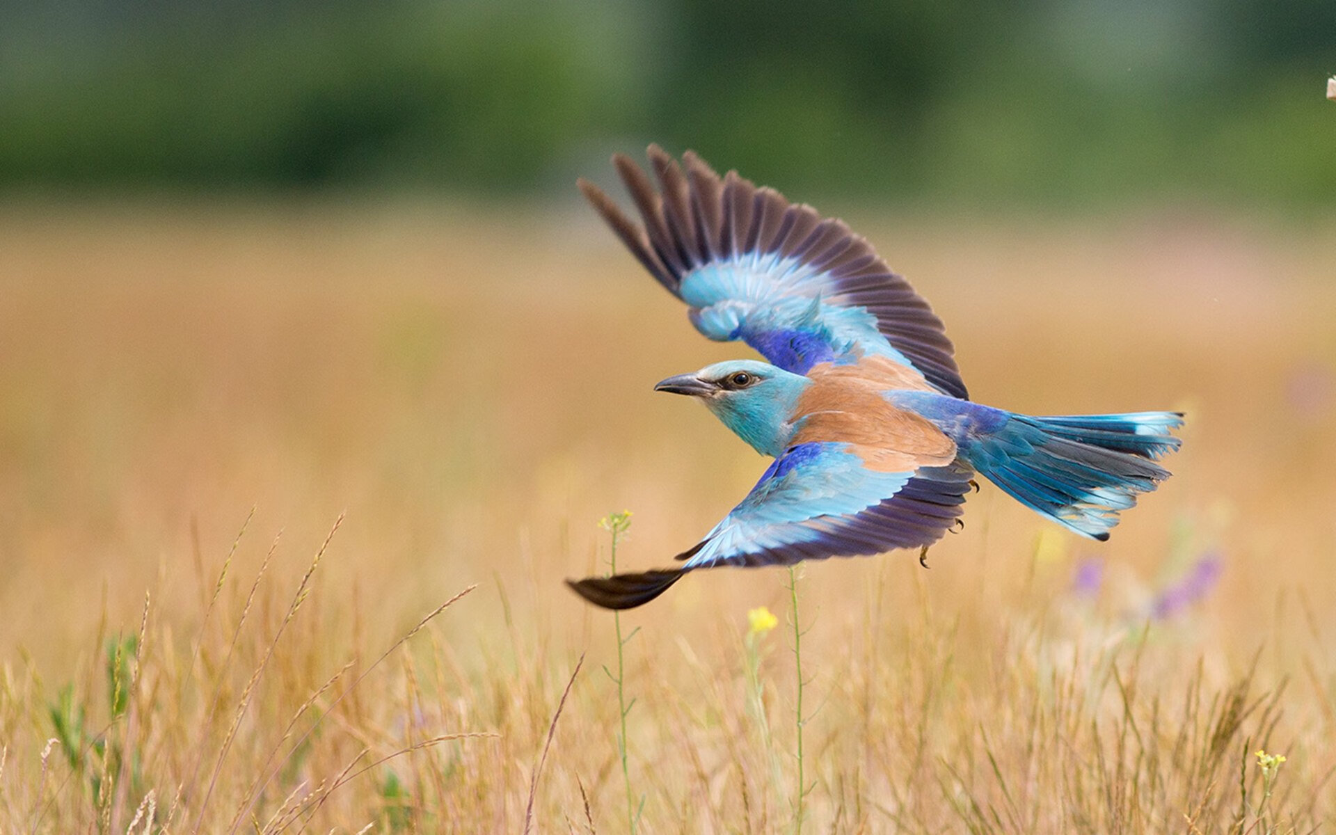 NBA季后赛焦点战,深圳队防守壁垒,鹈鹕进攻受阻显困境