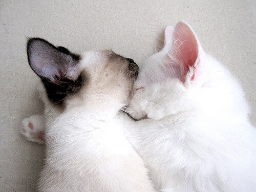 开云官网-跨界巅峰！杰伦格林联手深圳队制霸森林狼