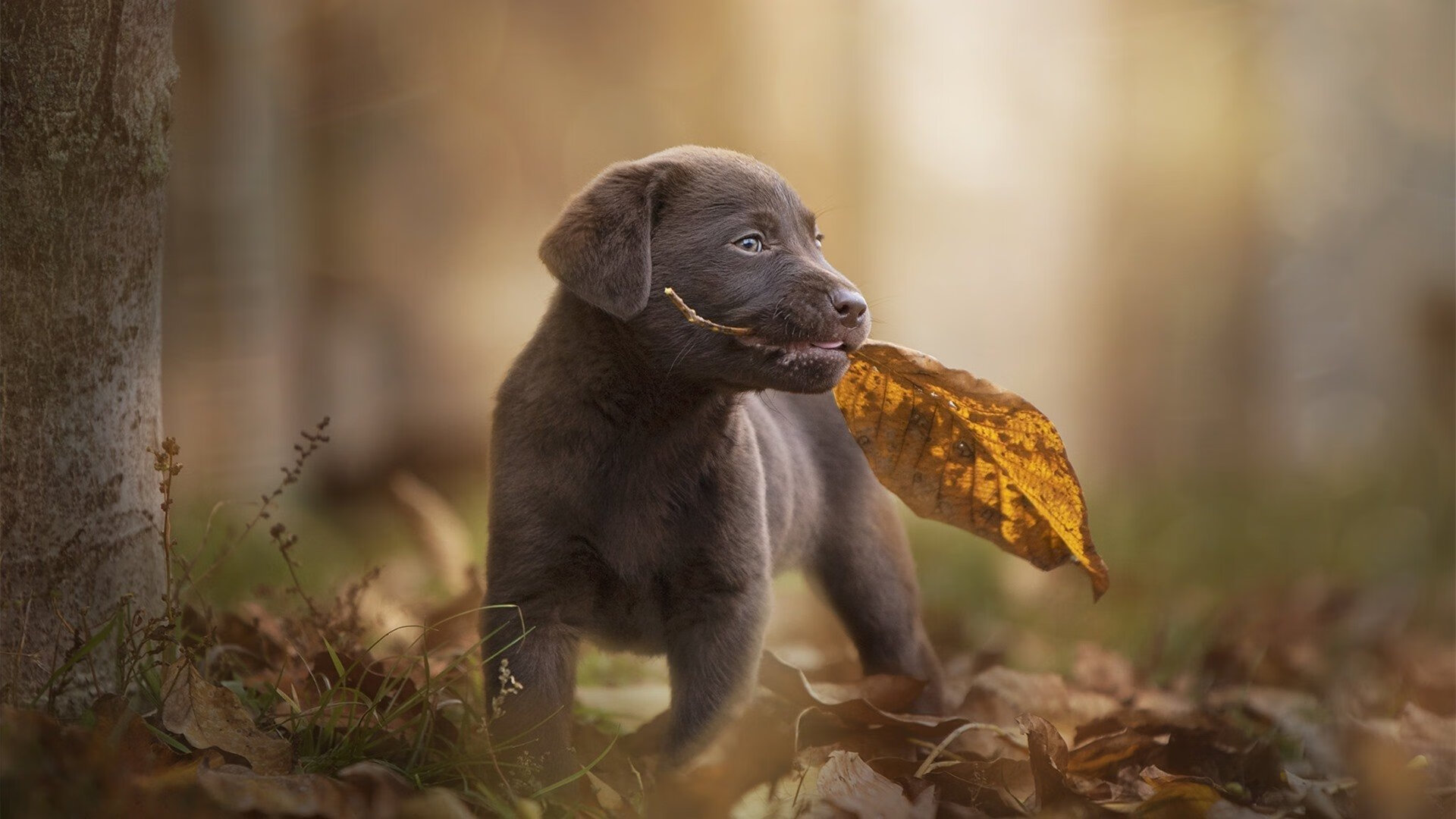 北京队防守铁壁封锁热火,克莱·汤普森全能表现荣膺MVP无争议