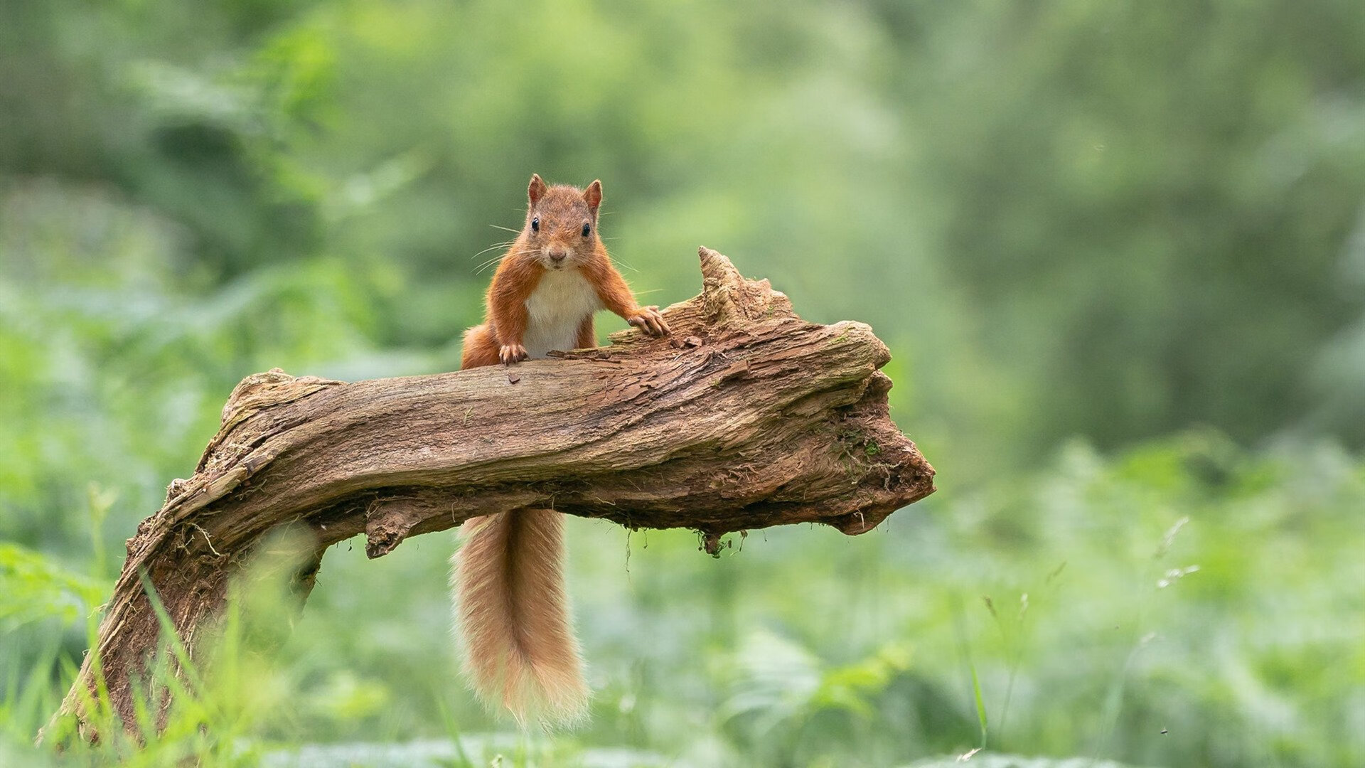 开云下载-当曼城用传控磨碎巴拉圭，哈弗茨在抢七战场完成了自己的成人礼