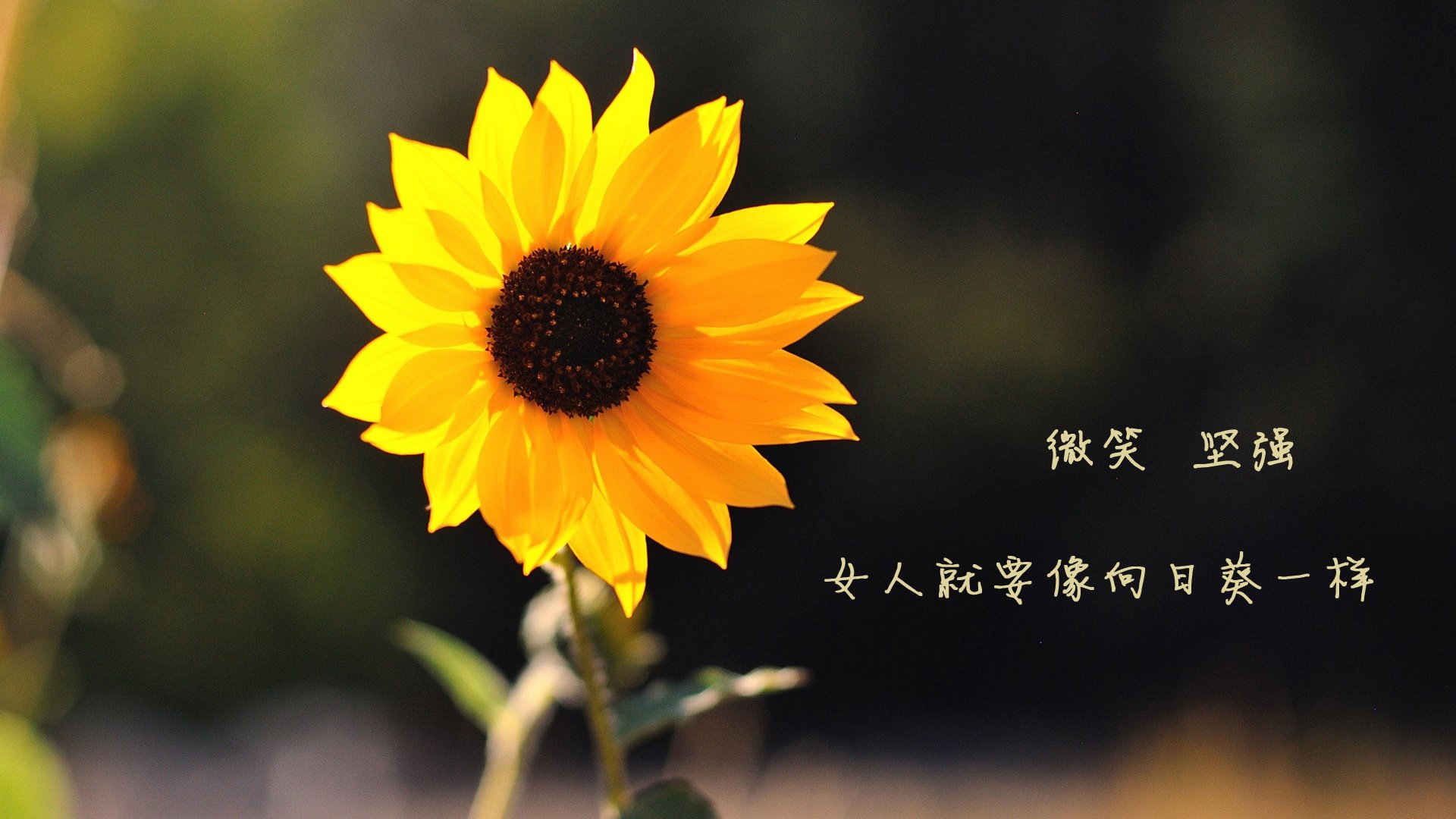 灰熊碾过雷霆,切特致命一击定乾坤