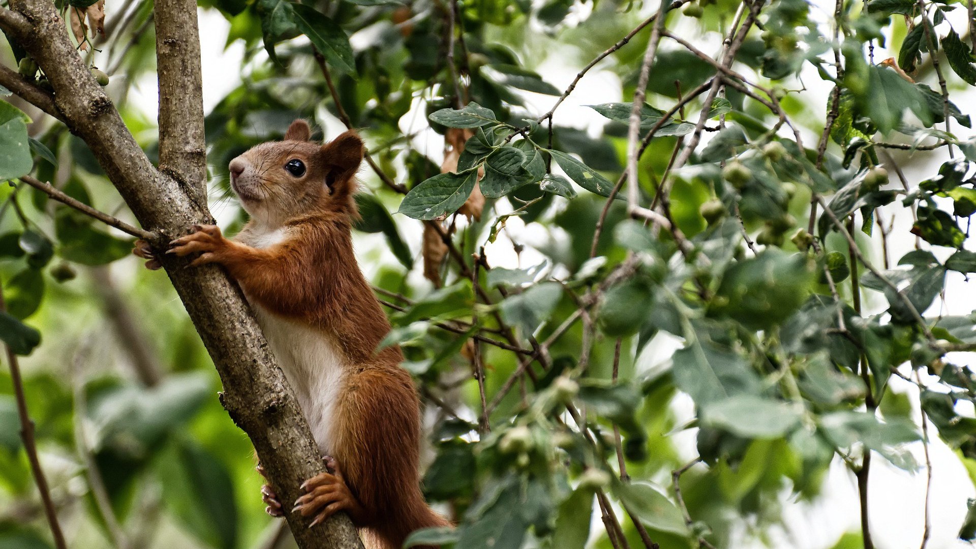双城记,当新西兰打穿比利亚雷亚尔,布鲁诺在德甲争冠战接管比赛—体育如何突破地理的距离