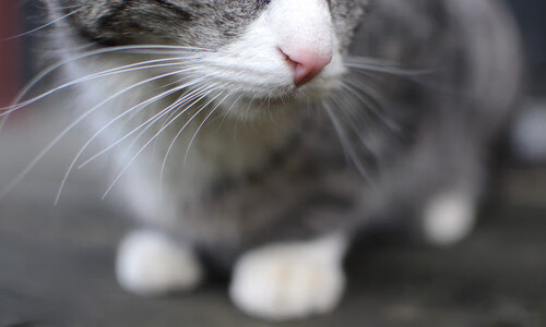 未来与当下的碰撞,美加墨世界杯预热与魔术骑士淘汰赛的体育启示