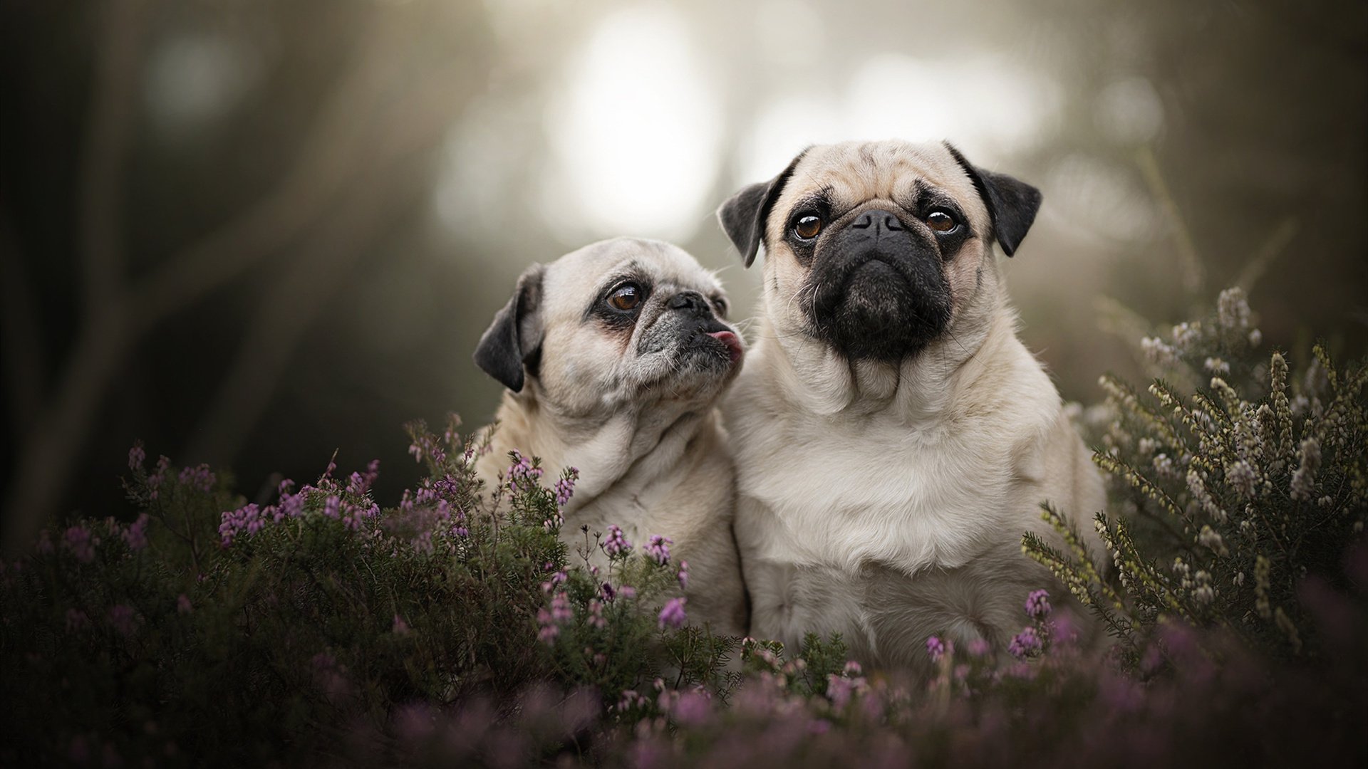 欧冠淘汰赛之夜,杰伦·格林把NBA赛场踢成了伯纳乌