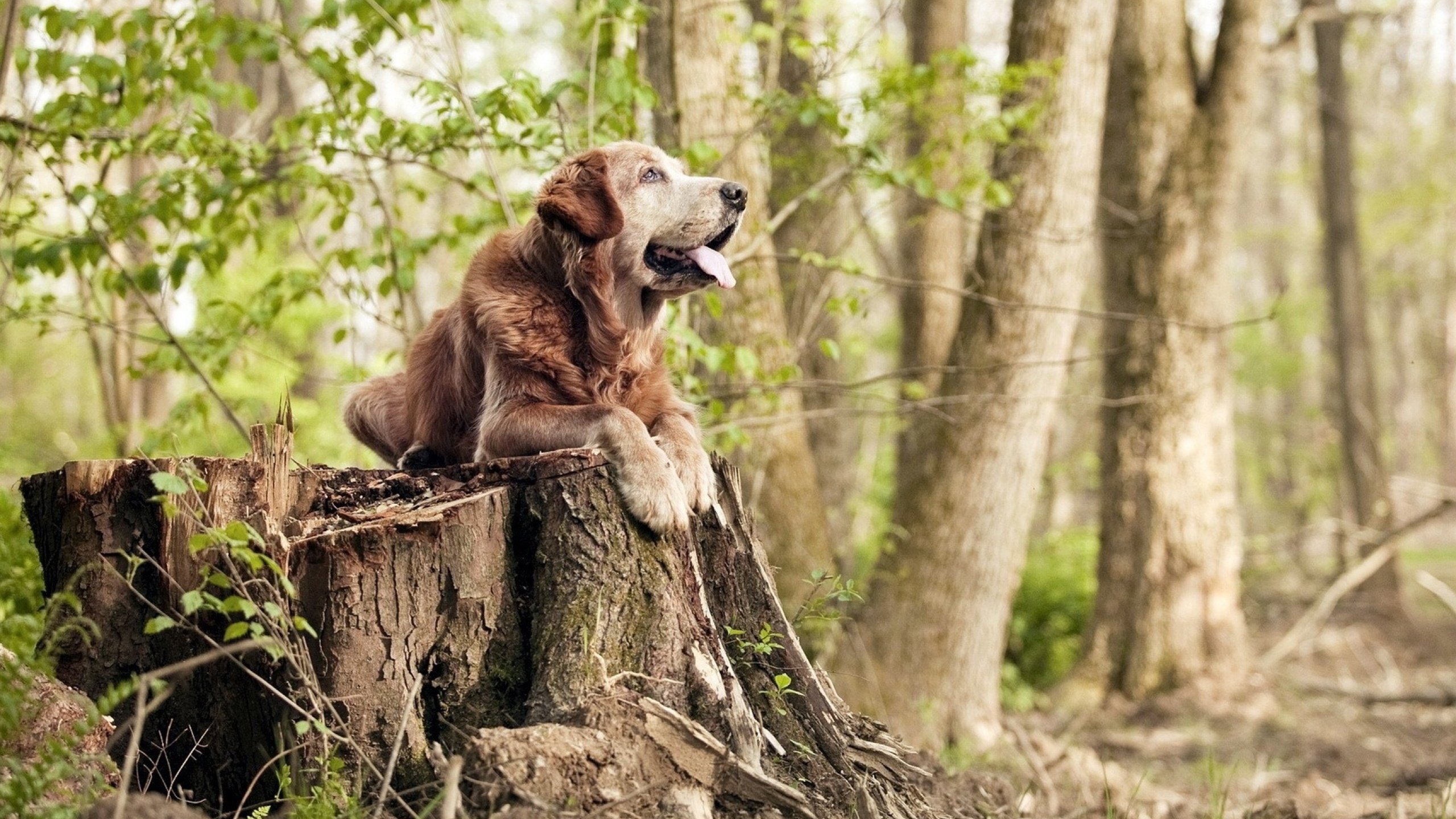F1街道赛之夜,当欧文用节奏点燃城市脉搏