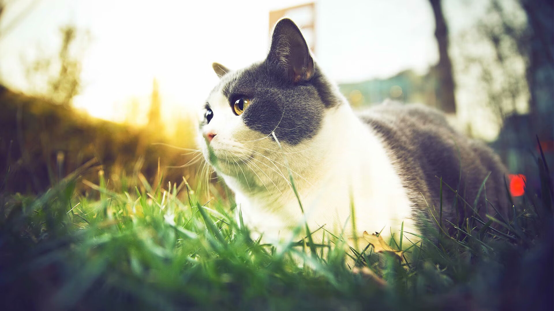 异界交锋，当广厦队穿越欧冠淘汰赛，逆袭掘金队