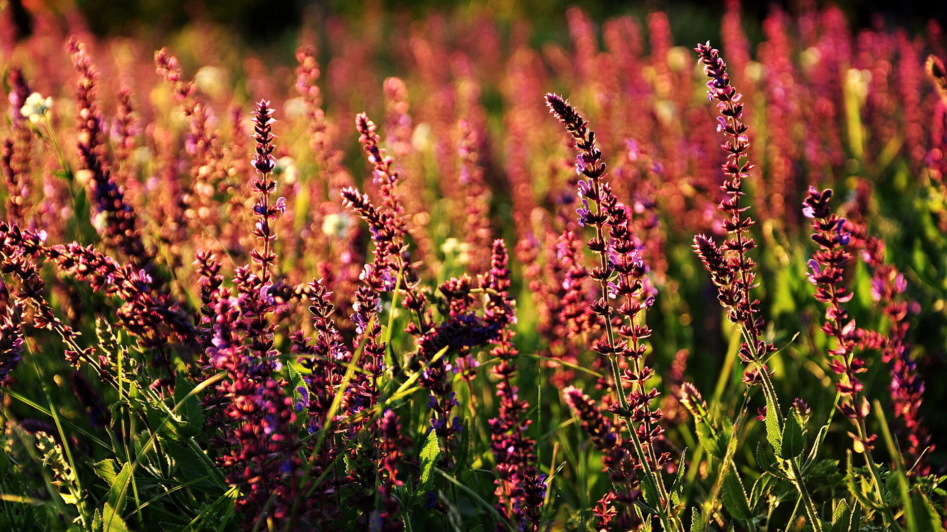 小贾伦独木成林狂砍36+12+7 深圳队鏖战加时险胜骑士