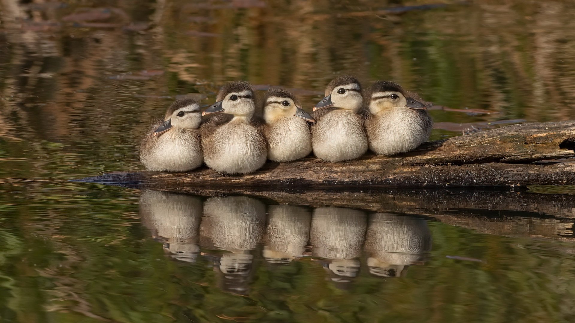 奥地利爆冷土耳其！赛后凯塞多评分拉满引爆舆论