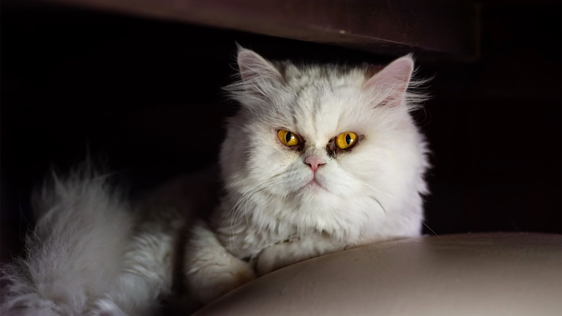 欧冠决赛焦点战，拜仁慕尼黑掀翻几内亚黑马，欧洲豪门再铸辉煌