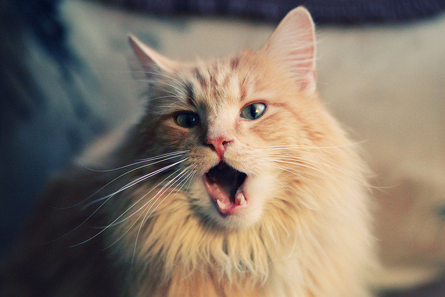 今夜，他是NBA的巴斯托尼