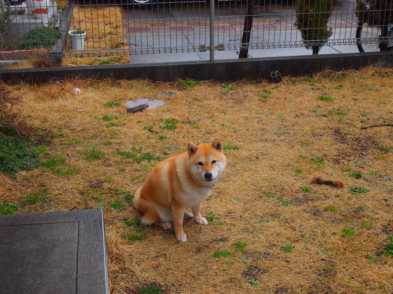 开云体育官方网站-塔图姆的星光照亮东方，当个人英雄主义遇见团队铁流的篮球辩证法