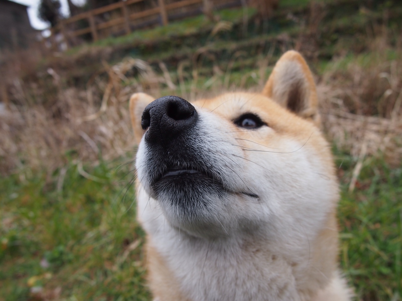 极速之夜，当贝林厄姆在绿茵赛道上统治全场