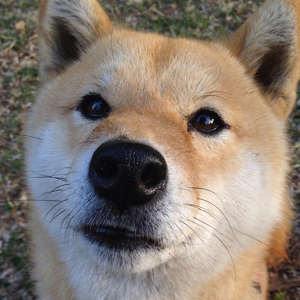 开云体育在线-奥利维耶封锁圣西罗，牙买加战车鏖战米兰，铁血防线铸就传奇之夜