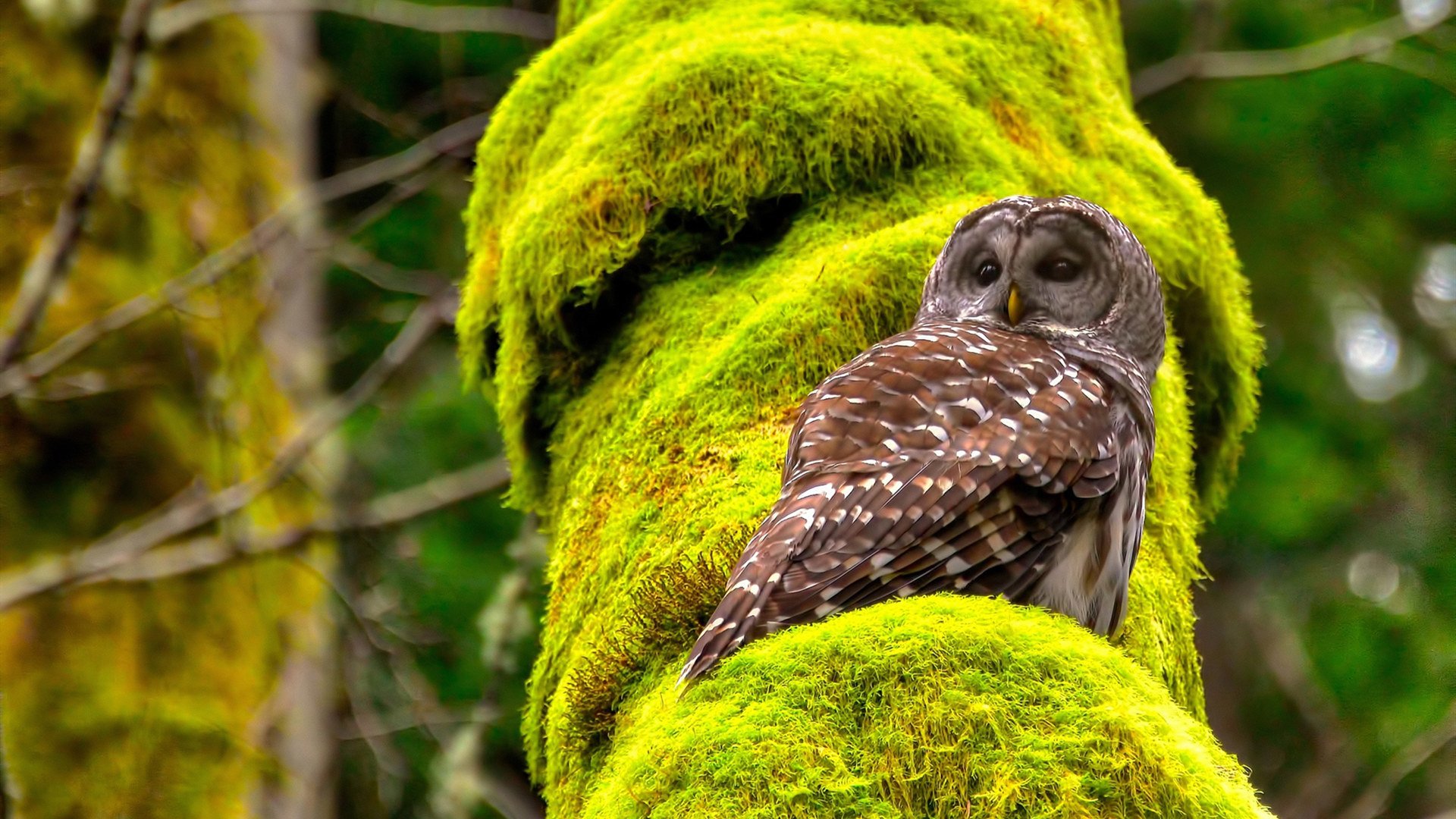 平行宇宙对决，当步行者遇上广东队，谁才是克莱身边的大场面先生？