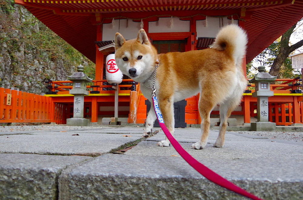 今夜，约基奇在足球狂欢中投下一记跨越大陆的三分球